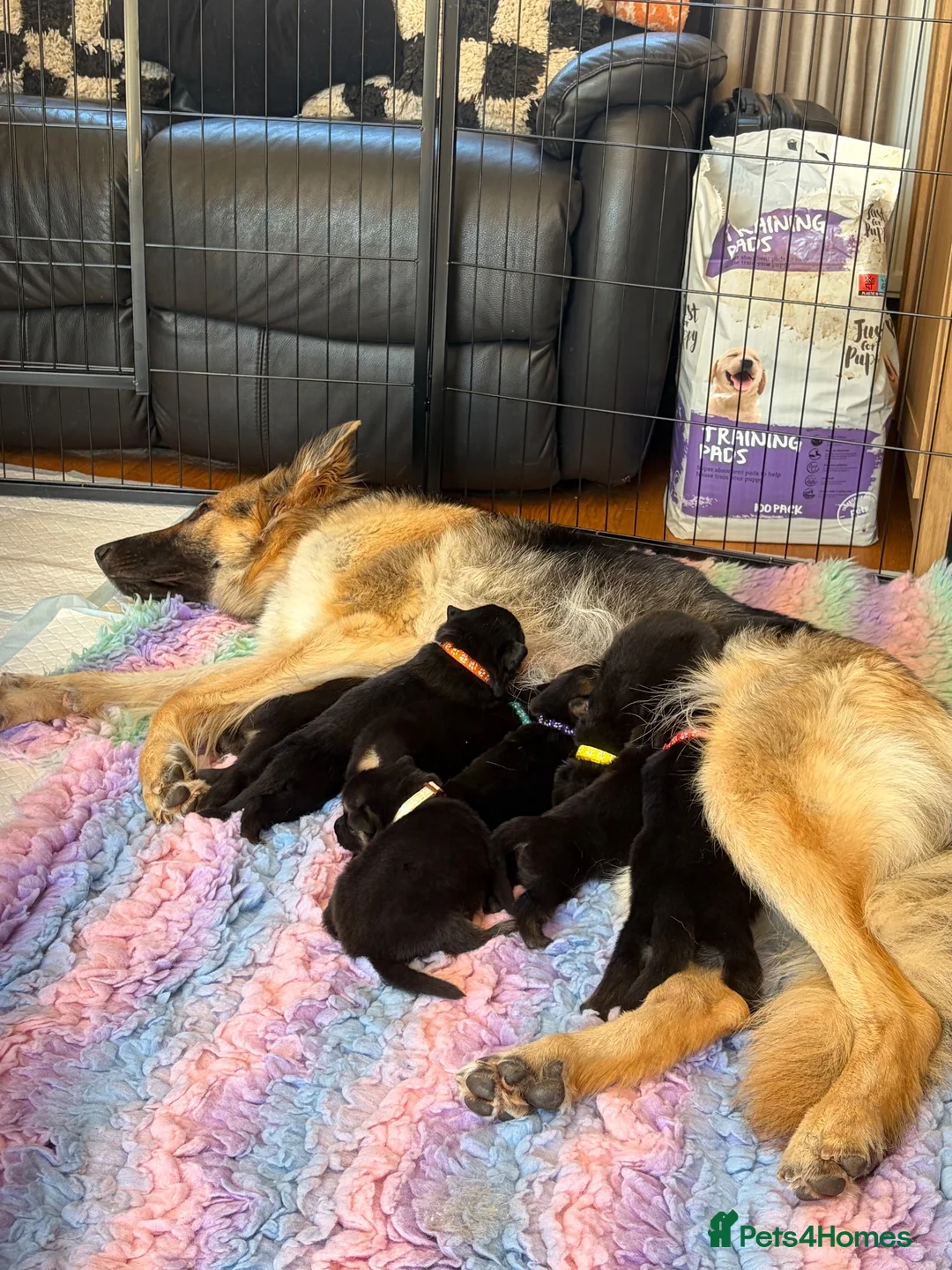German Shepherd dogs for sale: German Shepherd Puppies for Sale in Swindon - Advert 1