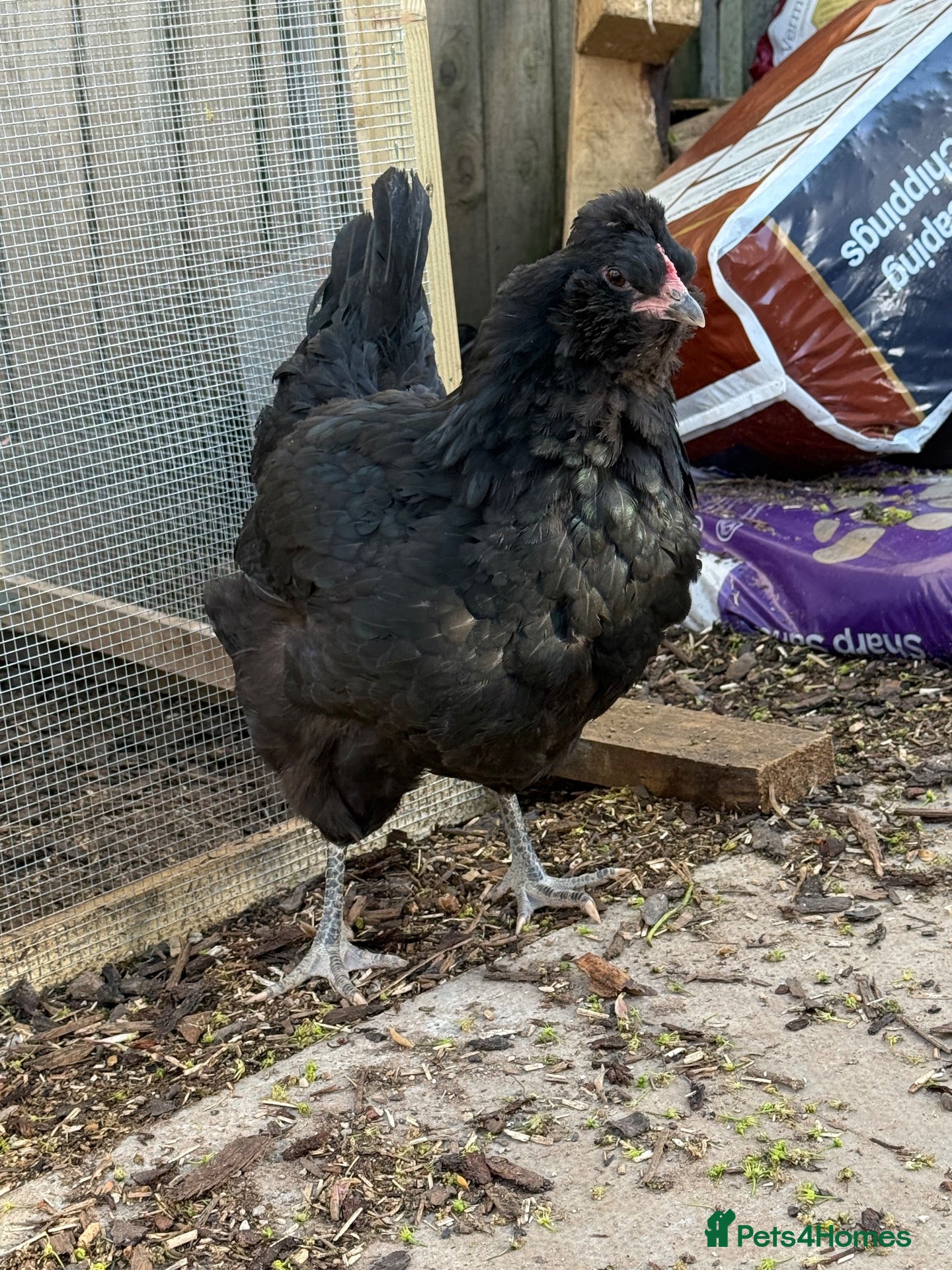 Chickens poultry Pure British Araucana Rooster - Show line - Advert 1