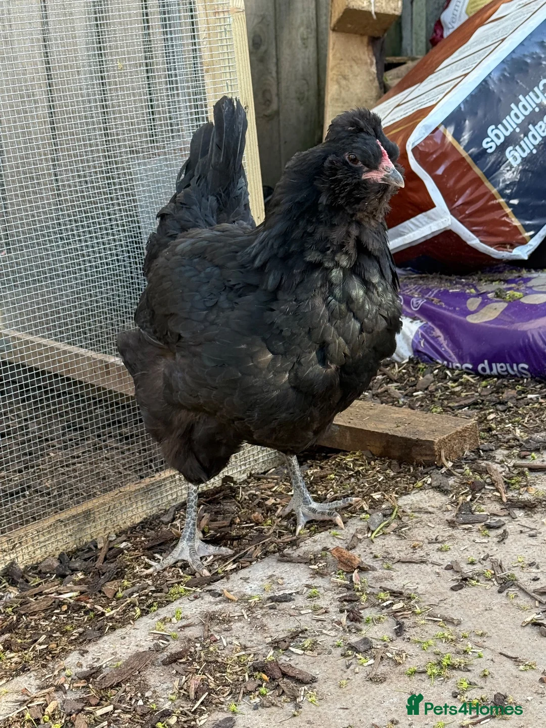 Chickens poultry for sale: Pure British Araucana Rooster - Show line - Advert 1