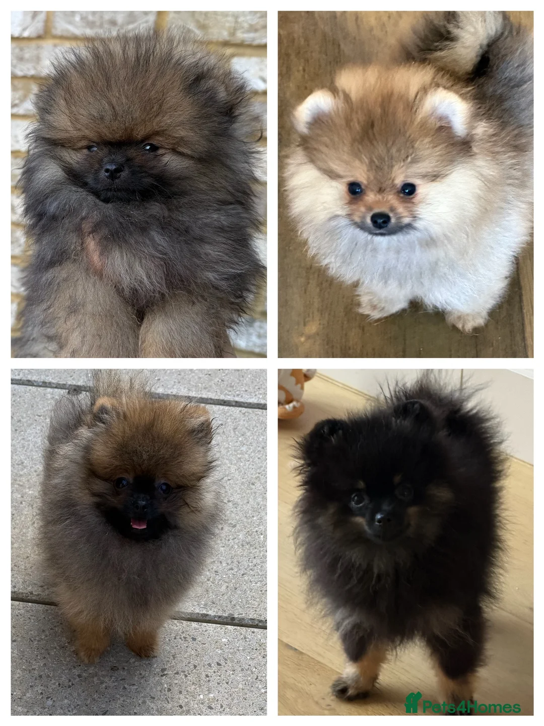 Pomeranian dogs for sale: Royal Kennel Club reg show Pomeranian puppies - Advert 1