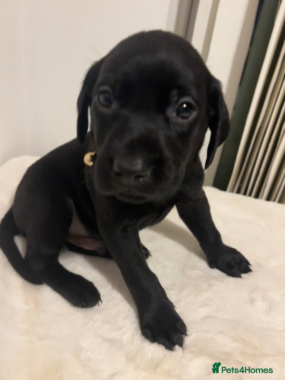 Labrador Retriever dogs for sale: Fully Health Tested Outstanding KC Reg Puppies - Advert 3