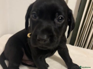 Labrador Retriever dogs Fully Health Tested Outstanding KC Reg Puppies - Advert 11