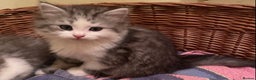 Mixed Breed cats for sale: Beautiful grey fluffy tabby kittens  - Advert 11