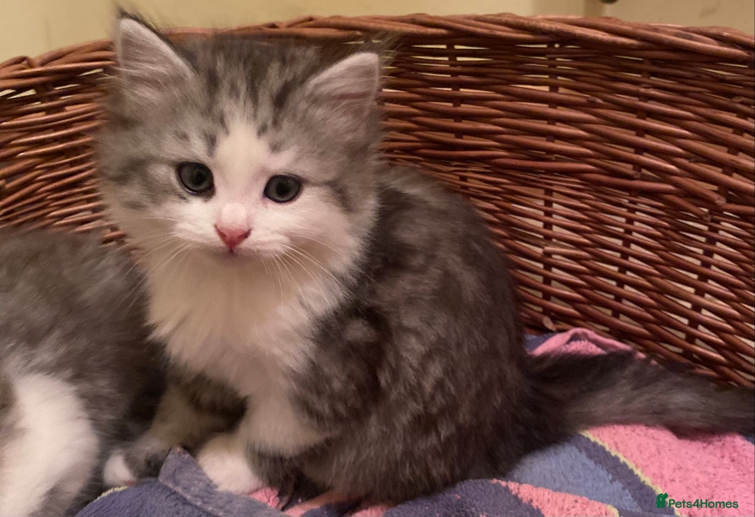 Mixed Breed cats for sale: Beautiful grey fluffy tabby kittens  - Advert 11