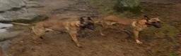 Belgian Shepherd Dog dogs for sale: Last 3 girls ready to leave now kc registered  - Advert 25