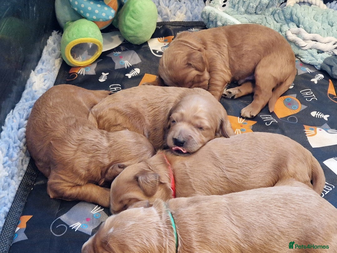 Mini Goldendoodle dogs for sale: Miniature F1 Goldendoodle puppies available - Advert 11