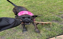 Mixed Breed dogs for sale: Dog to rehome  - Image 4