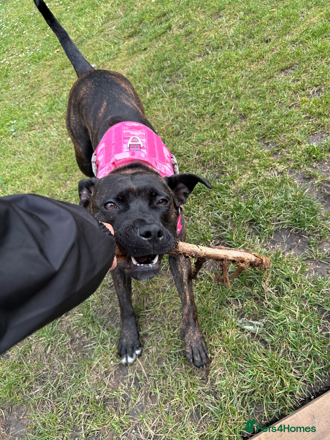 Mixed Breed dogs for sale: Dog to rehome  - Image 4