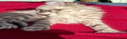 Keetso cats for sale: Superb very rare polydactyl curled eared keetsos  - Advert 15