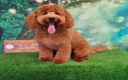 Labradoodle dogs for stud: Stunning proven Red KC Miniature Poodle in Cannock - Image 3