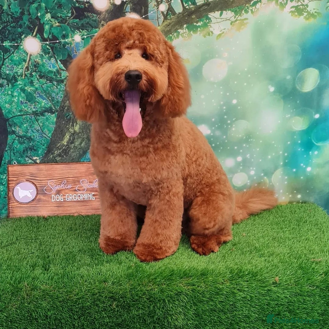 Labradoodle dogs for stud: Stunning proven Red KC Miniature Poodle in Cannock - Image 3