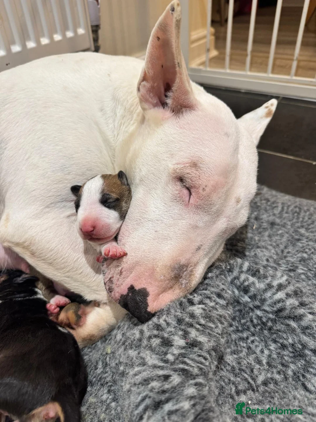 Bull Terrier dogs for sale: Stunning KC Registered 5* Bull Terrier Pups - Advert 3