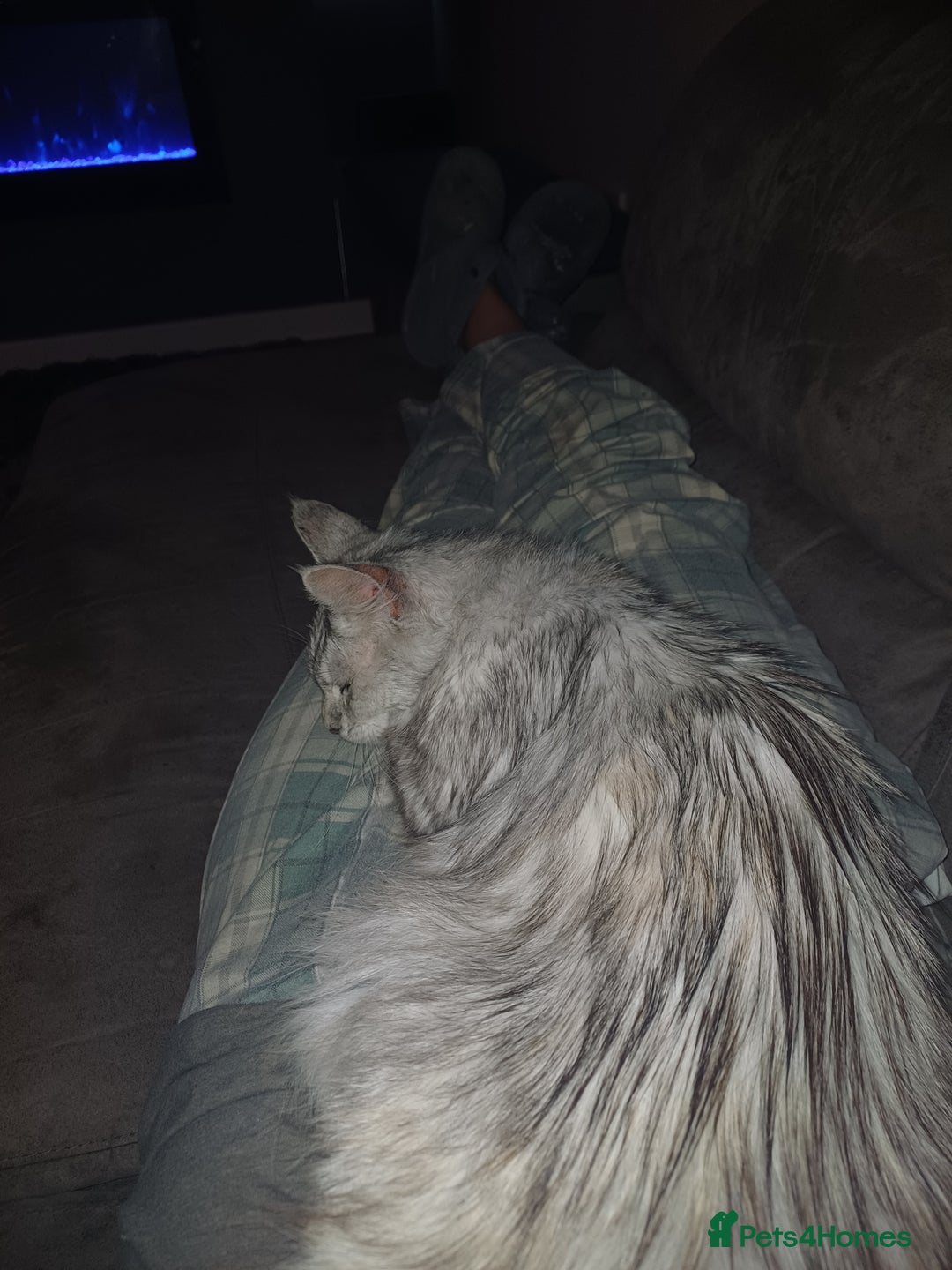 Maine Coon cats for sale: Maine Coon female  - Advert 6