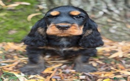 Cocker Spaniel dogs for sale: TRUE SHOW TYPE HEALTH TESTED SHOW TYPE  - Image 11