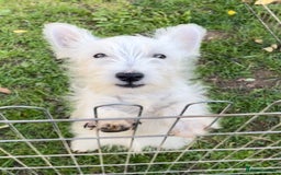West Highland Terrier dogs for sale: Beautiful west highland terriers puppys - Image 31
