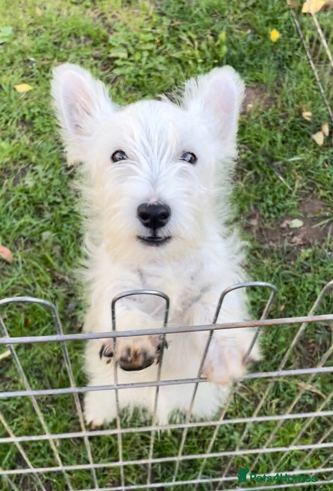 West Highland Terrier dogs for sale: Beautiful west highland terriers puppys - Image 31