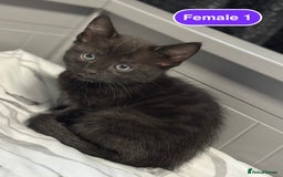 Bengal cats for sale: Gorgeous Bengal X Kittens!! - Image 20