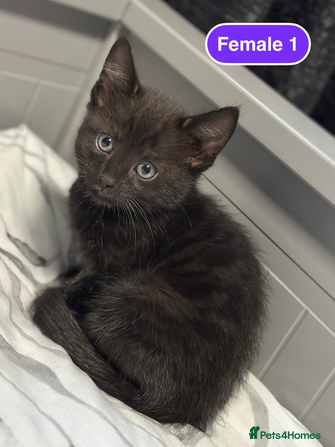 Bengal cats for sale: Gorgeous Bengal X Kittens!! - Image 20