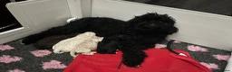 Toy Poodle dogs for stud: Stunning playful Parti Toy Poodle at Stud - Advert 10
