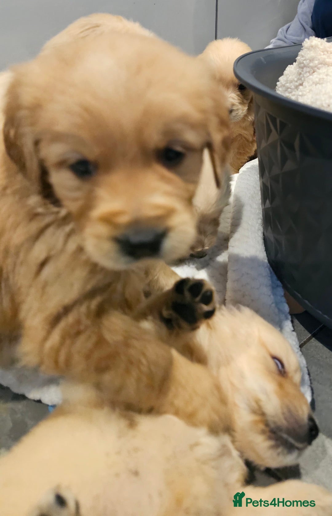 Golden Retriever dogs for sale: KC reg pedigree champion Golden Retriever pups - Advert 19