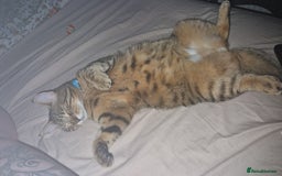 Mixed Breed cats for sale: 2 bengal x tabby cats - Image 2