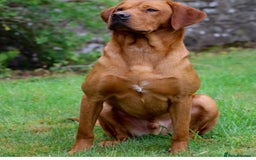 Labrador Retriever dogs for sale: Gorgeous KC Red Labrador Pups - Image 4