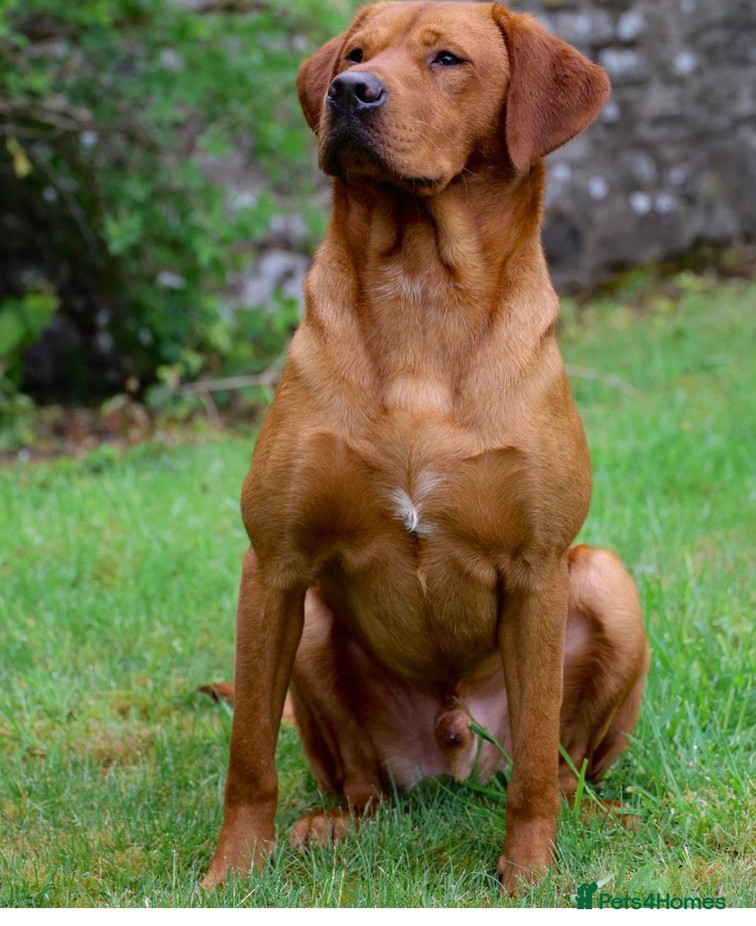 Labrador Retriever dogs for sale: Gorgeous KC Red Labrador Pups - Image 4