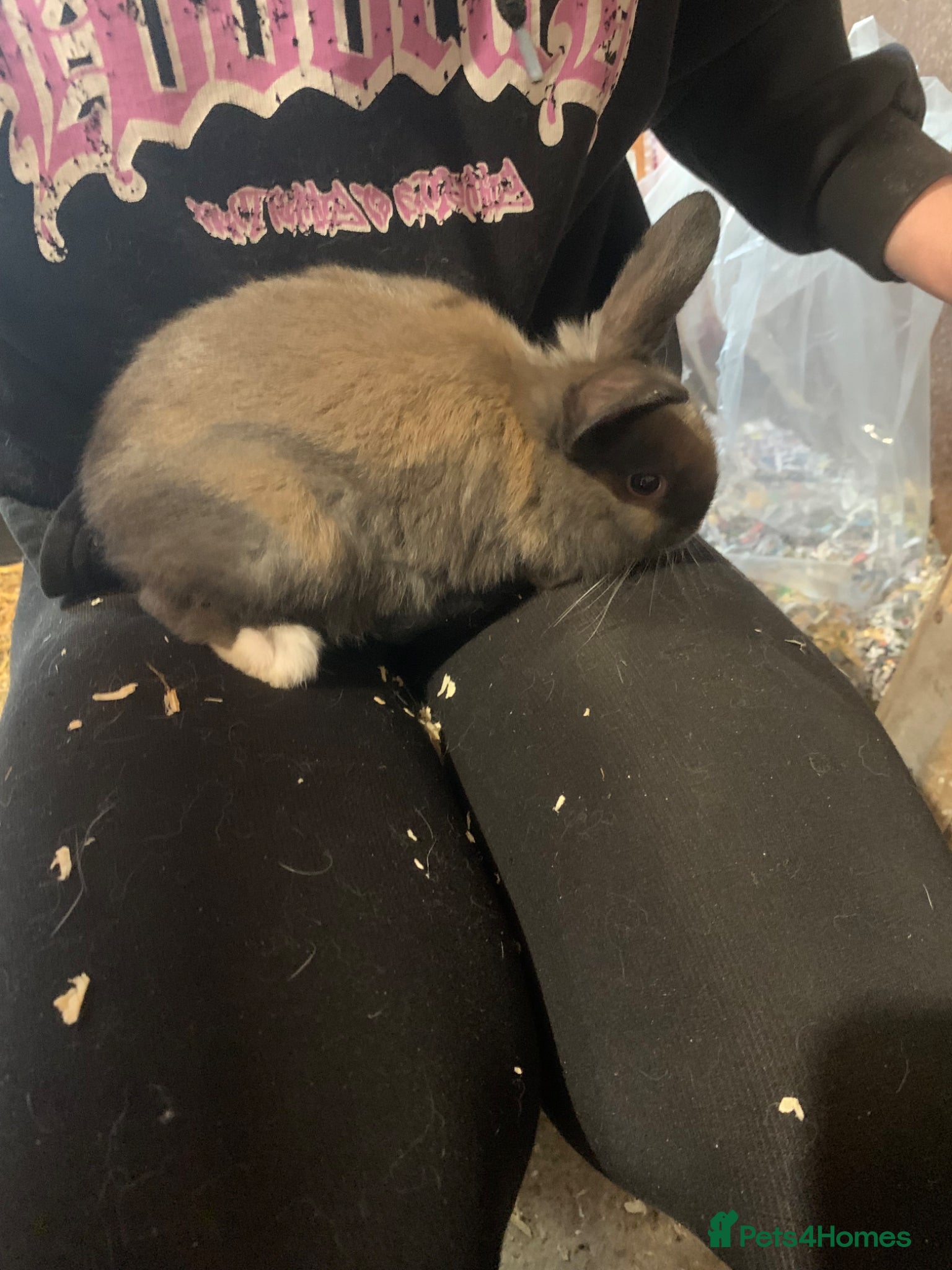 Mini Lop rabbits Gorgeous mini lop baby’s  - Advert 2