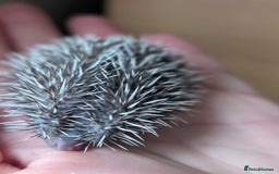 Pygmy Hedgehog rodents for sale: Gorgeous APH hedgehogs  - Image 8