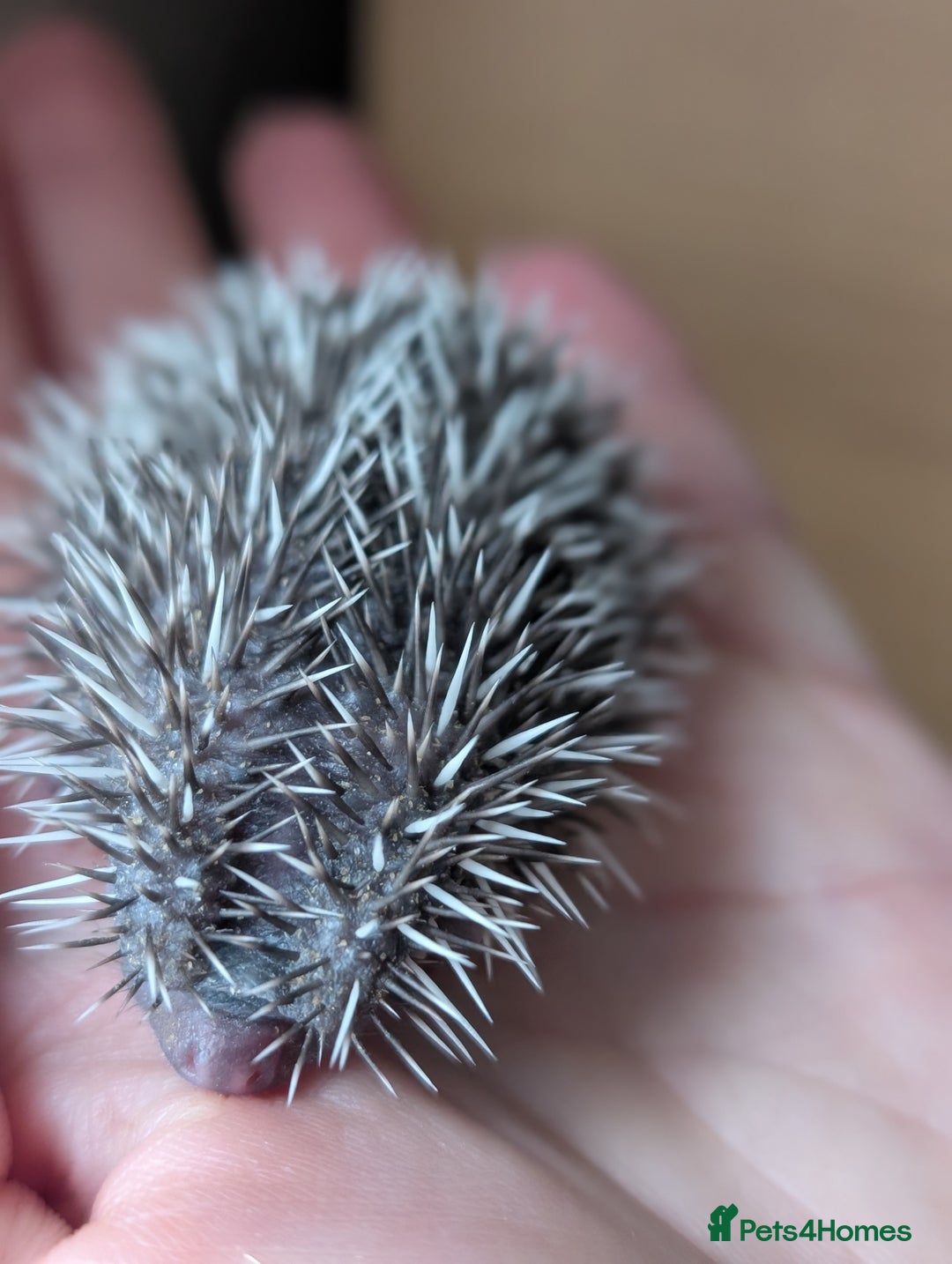 Pygmy Hedgehog rodents for sale: Gorgeous APH hedgehogs  - Image 8