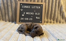 Cockapoo dogs for sale: F1bb Cockapoo puppies - Image 15