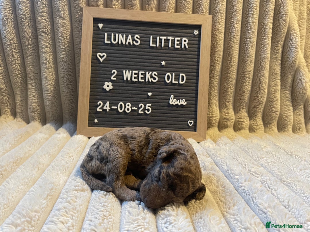 Cockapoo dogs for sale: F1bb Cockapoo puppies - Image 15
