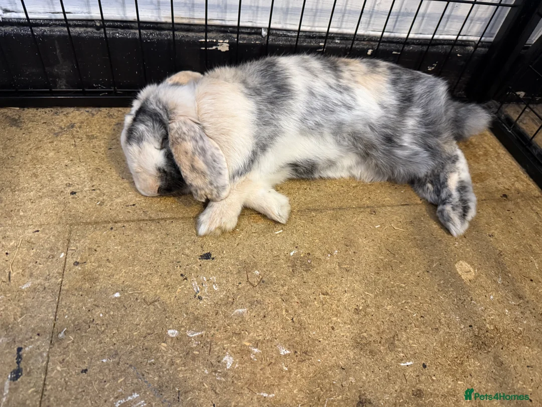 English Lop rabbits for sale: Lop bunny for sale  - Advert 2