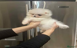 Pomeranian dogs for sale: 💝💝High-quality Beautiful boys💝💝 - Image 8