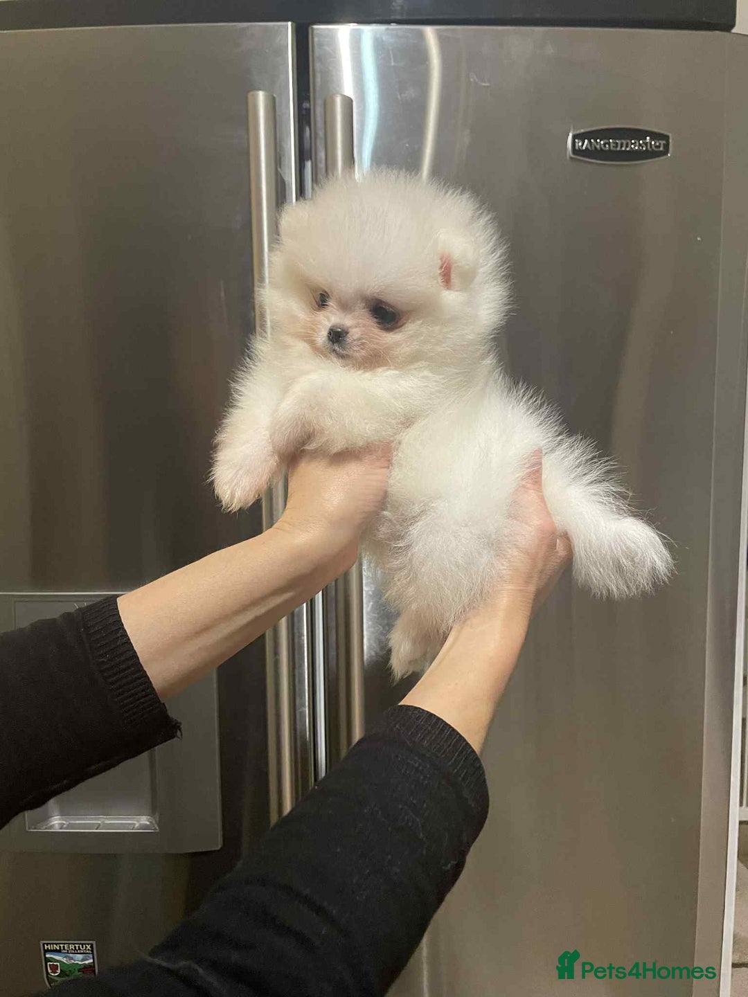 Pomeranian dogs for sale: 💝💝High-quality Beautiful boys💝💝 - Image 8
