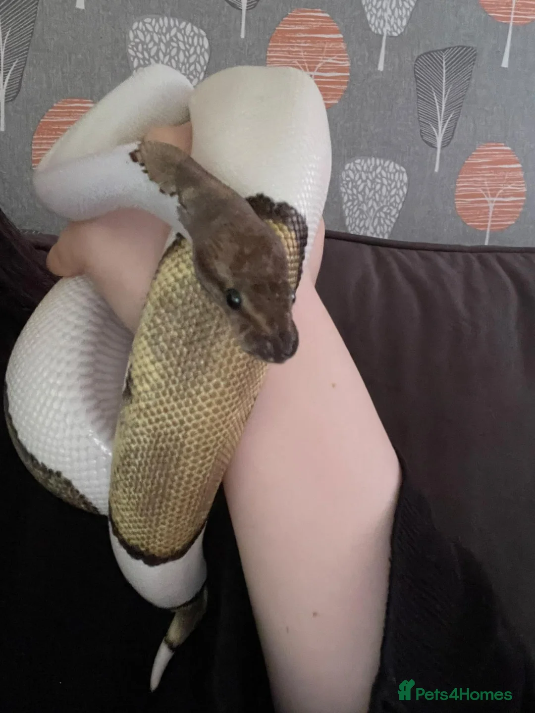 Python Snake reptiles for sale: Mojave Pied Het Albino Ball Python - Advert 2