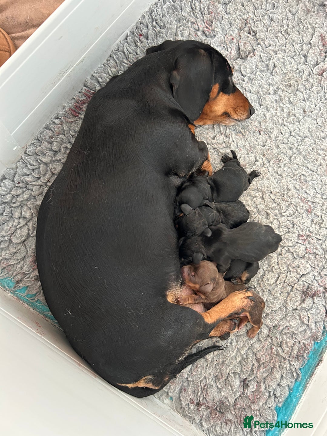 Miniature Dachshund dogs for sale: Miniature Long Haired Dachshund  - Advert 3