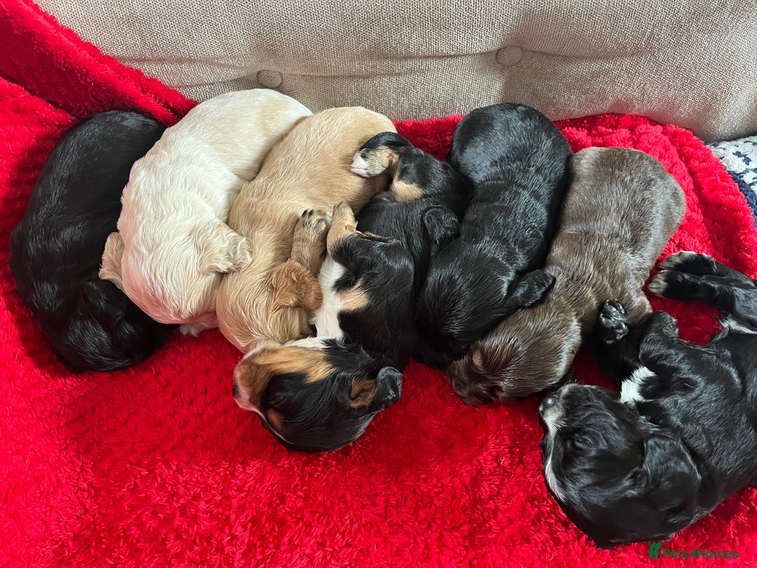 Cocker Spaniel dogs for sale: 7 Beautiful Cocker Spaniel Boys - Image 1