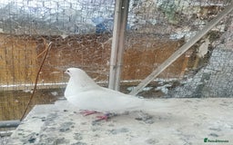 Pigeons birds for sale: Pigeon for sale - Image 20