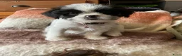 Malshi dogs for sale: 5 Beautiful Malshi Puppies - Maltese x Shih tzu in Chesterfield - Advert 4