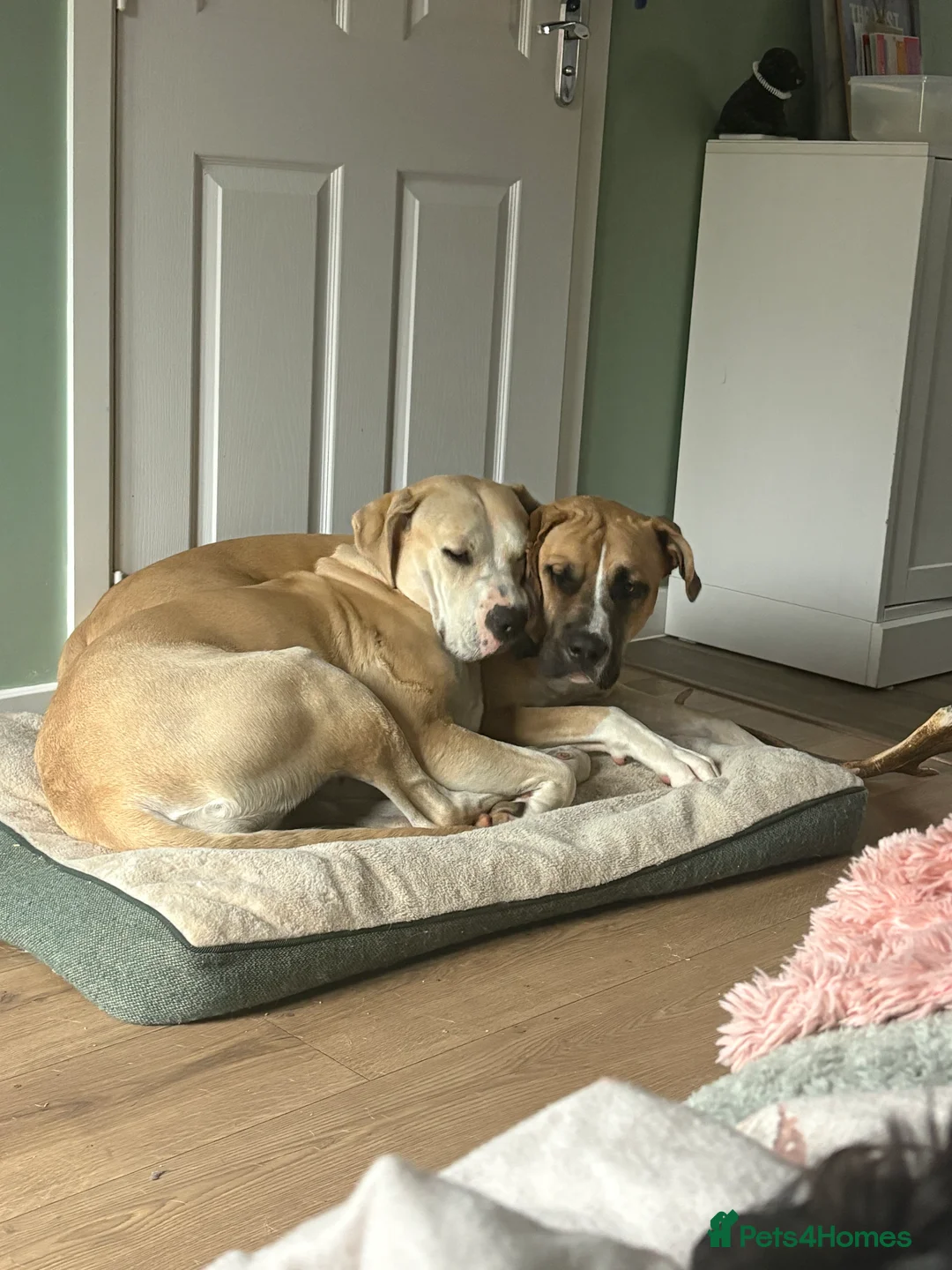 Mixed Breed dogs for sale: Cane corse/ rottie - Advert 5