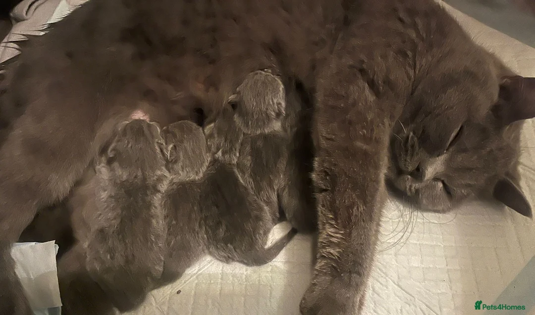 British Shorthair cats for stud: 🐈‍⬛ GIZZY THE STUD 🐈‍⬛ GCCF AND TICA REGISTERED  in Solihull - Advert 40