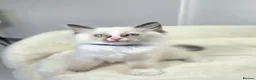 Ragdoll cats for sale: GCCF Ragdoll Sealpoint Mitted kitten - Advert 33