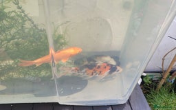 Koi Carp fish for sale: Koi Carp - Image 7