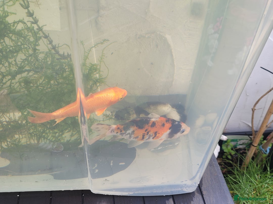 Koi Carp fish for sale: Koi Carp - Image 7
