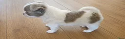 Chihuahua dogs for stud: KC reg-Heath Tested-Proven Stud - Advert 19