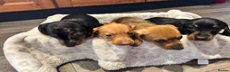 Dachshund dogs for sale: Dachshund puppies - Advert 18