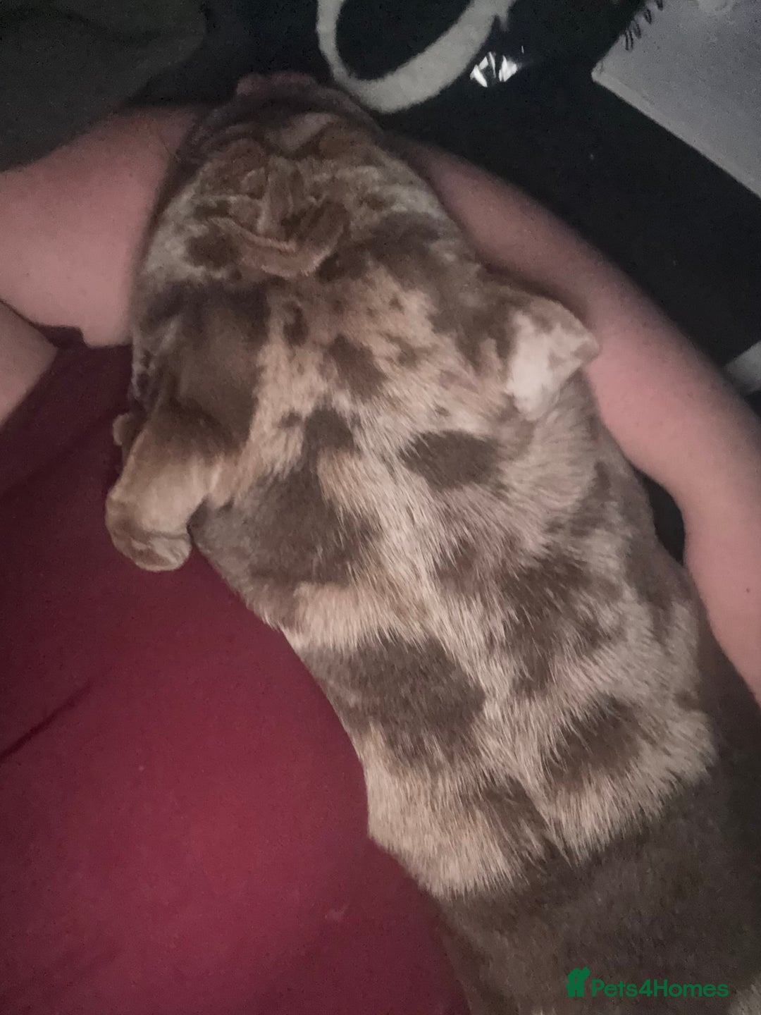 English Bulldog dogs for sale: Beautiful female English bulldog  - Advert 9