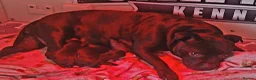 Staffordshire Bull Terrier dogs for sale: Kassius Staffordshire bull terrier pups for sale  in Middlesbrough - Advert 13