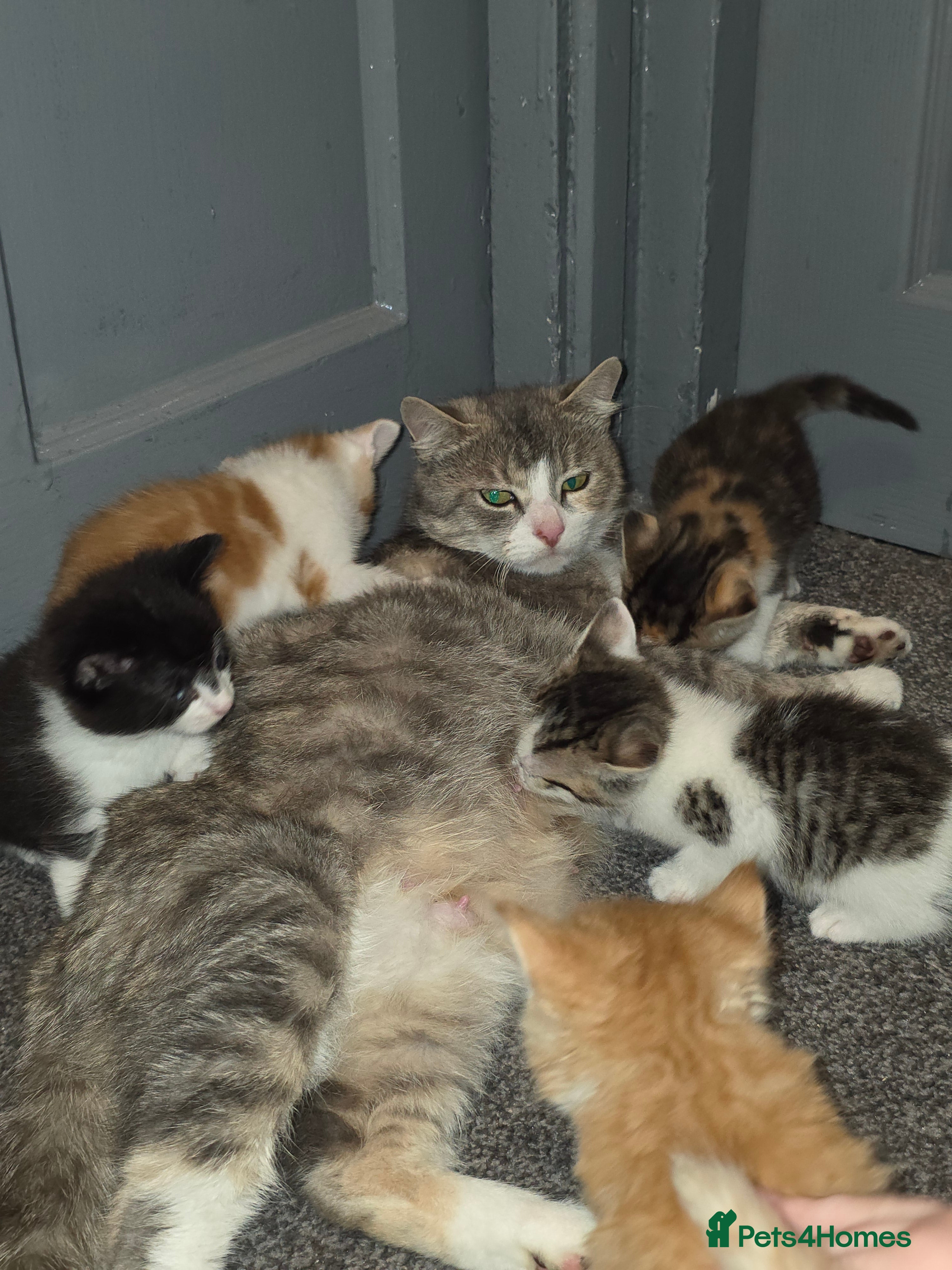 Mixed Breed cats  Kittens - Advert 15